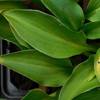 Hosta  'Paradise Puppet'